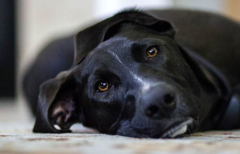 Un perro negro llamado depresión